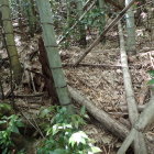 ⑥登城路を捜して彷徨い