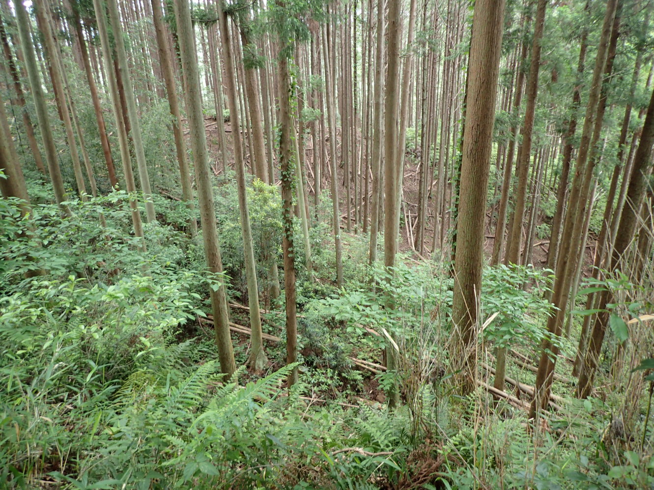 ①堀切