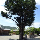 ⑦長泉寺のナギ