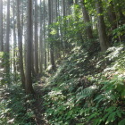 畝状の竪堀があるのだが
