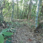 北東部