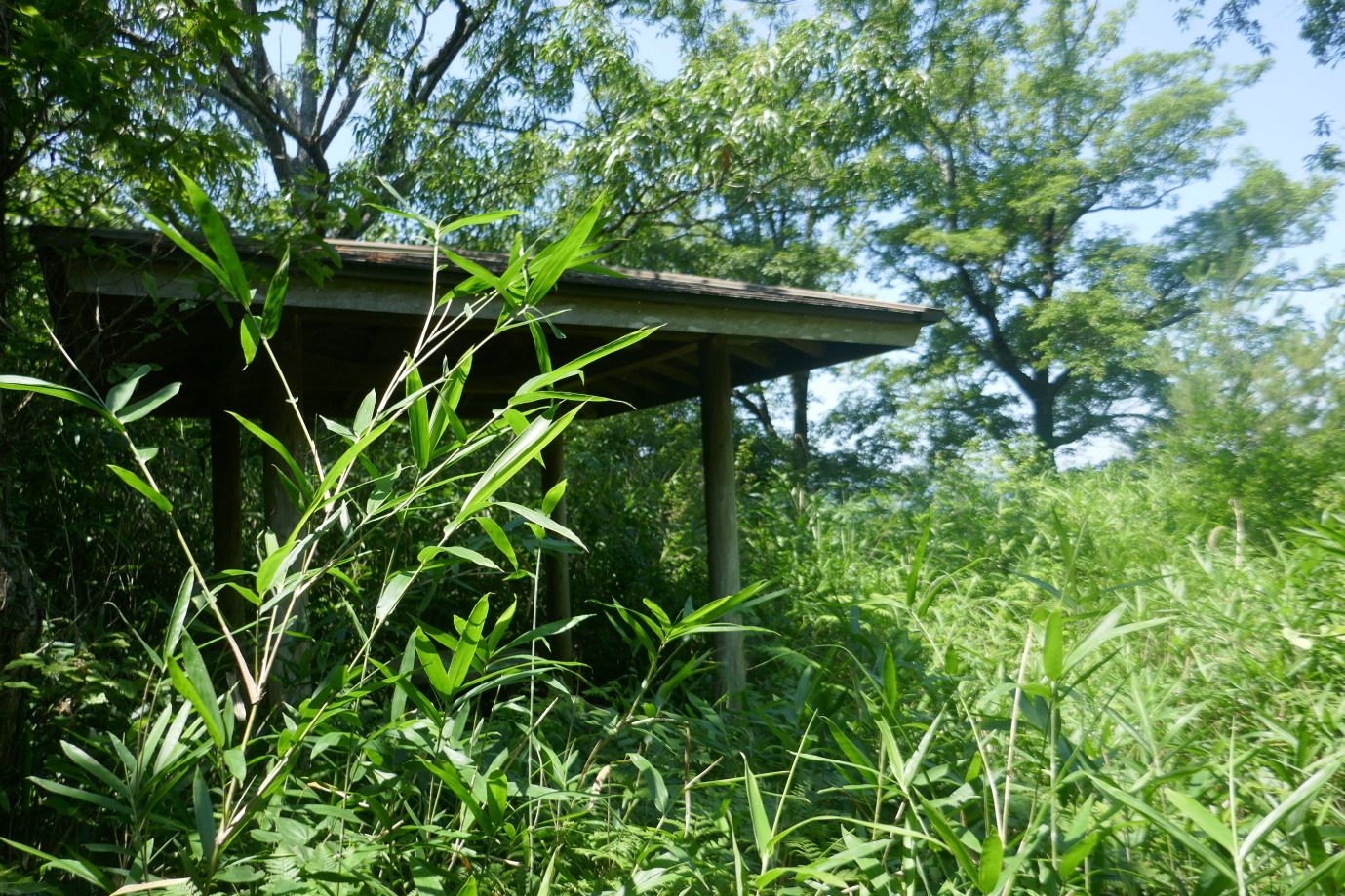 主郭　草育ち過ぎ！！