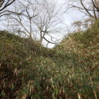 登城道から見える堀切