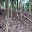 東の城・西尾根曲輪群北辺の土塁