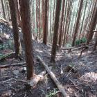 内側堀切の両端は竪堀となって落ちる