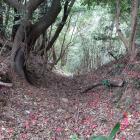 東の城・西尾根曲輪群の堀切