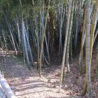 大堀切は登城道南側に竪堀となって続く