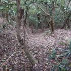 東の城・西尾根曲輪群南面の竪堀群