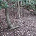 西の城・南尾根の堀切から竪堀が落ちる