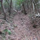 東の城・西尾根曲輪群南面の竪堀群