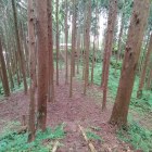 東側腰曲輪土塁より本丸方向を眺望