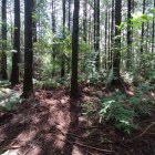 尾根北側最高所(城域ではなさそう)1