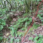 行き止まり地点から左斜面をよじ登る