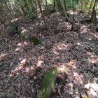 ゴツゴツしてきた尾根道の先には…