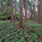 東側腰曲輪
