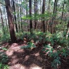 尾根北側最高所(城域ではなさそう)2
