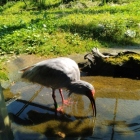 トキの森公園