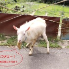 ⑧	辰兵衛さんのお友達