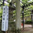 ②	黒木の大藤