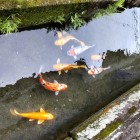 ③	城下の水路を泳ぐ鯉