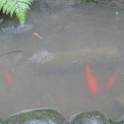 金魚はいずこに？