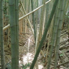 南東の堀　土塁