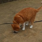 猫城主・さんじゅーろー