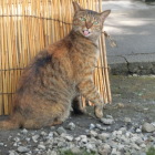 変顔の猫