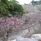 平郎門上より登城路と寒緋桜並木