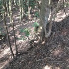 本曲輪西下の長横堀と塁の辺り