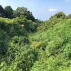 夏草茂外堀を中馬出土橋より