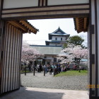 搦手門二の門より桜咲く天守を望む