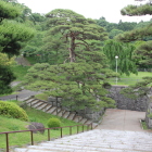 ３の丸下段虎口と美しい松