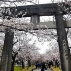 ⑨	さくら祭りでにぎわう大村公園