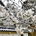 ⑥	本丸の大村桜