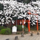 ⑤	大村公園の桜