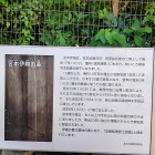 ⑤	宮本伊織の墓の説明