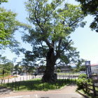 大ケヤキ