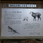 カモシカは大事だ