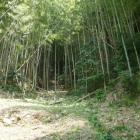 ここをまっすぐ登って行けば良いのだが