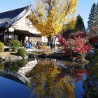 永保寺のイチョウ