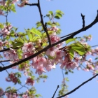 河津桜