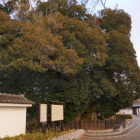 大シイ