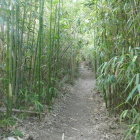 矢竹多すぎ、遺構が見えない