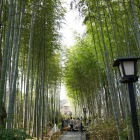 竹林の小径