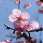陽光桜