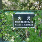矢沢