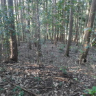 背後の陣地らしき場所