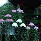 菊花展開催