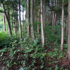 標柱の裏手